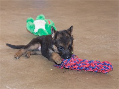 Green chewing on a rope toy