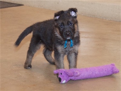 Blue guarding of his long doggy toy