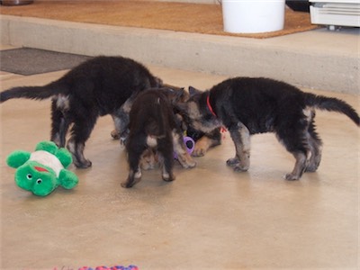 Blue, Green, Yellow & Red playing together