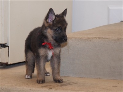 Red watching from the step