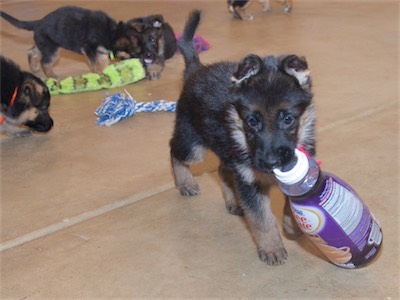 Pink: "look what I have!" As she brings the bottle to me.