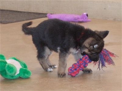 Red carrying the rope toy