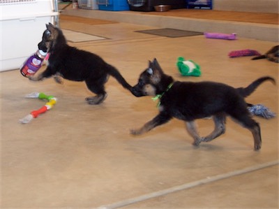 Pink running with a bottle being chased by Green