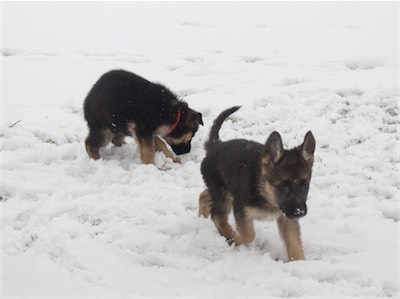 Orange with her nose in the snow, while Red gaits by.