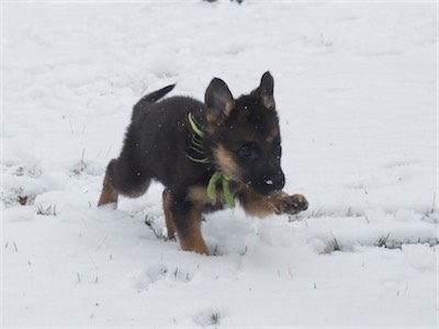 Green running through the snow!