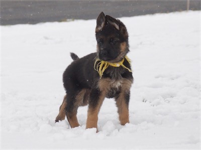 Yellow, looking so cute watching the action.