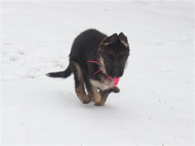 Pink running full out, with only one paw on the ground!