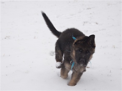 They love to run in the snow. Here's Blue.