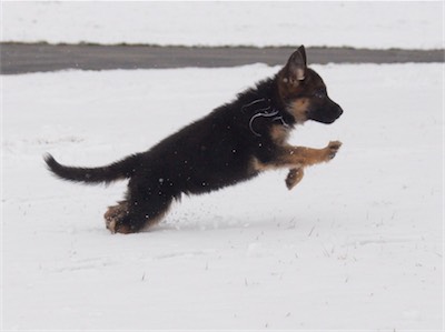 White leaping into the air.