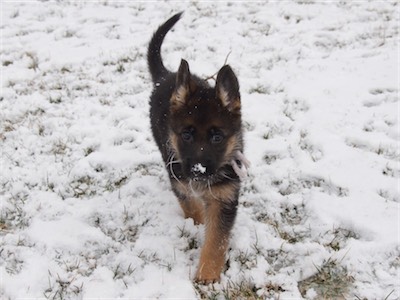 White coming to visit with snow on her nose.