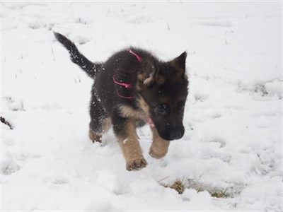 Pink mid-stride.