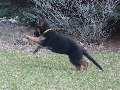 Yellow leaping to chase after a sister.