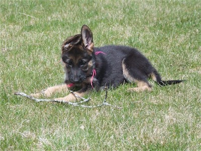 Pink found a small twig.