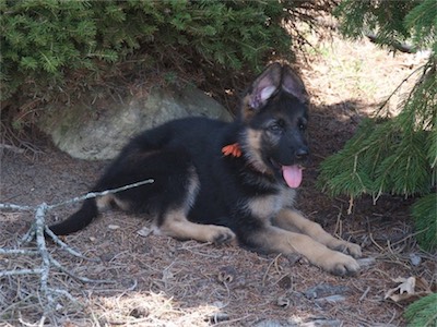 Orange decided to find some shade and relax.