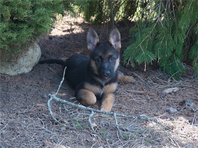 Green wants some shade too.