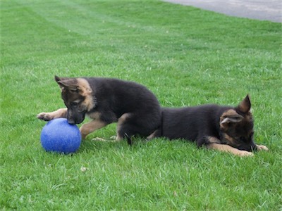 Now, Red is intrigued. Pink next to him.