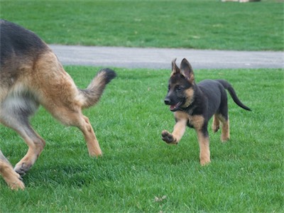 Green chasing grandma Balti.