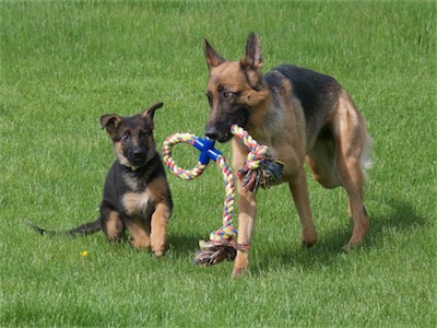 White: mom, can I play tug with you?