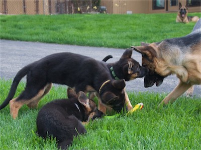 Rain leaves the bone tug for them to play with.