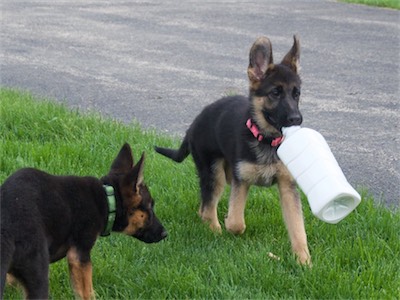 Pink carries a bottle, which intrigues Green.