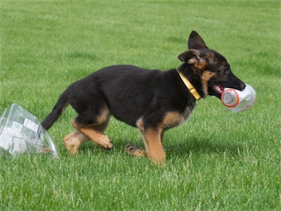 Yellow likes plastic bottles too!