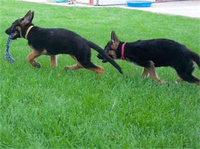 Yellow wants to play keep-away instead of tug with Pink.