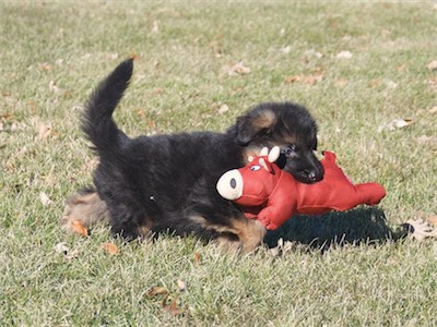 Blue carrying a toy