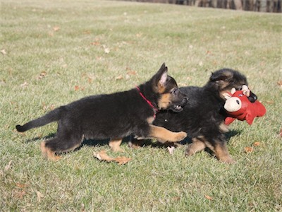 Pink thinks Blue's toy may be fun!