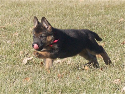 Even running flat out, Pink can stick out her tongue!