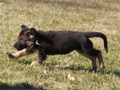 Yellow enjoys running too.