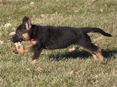 Pink running with a leaf.