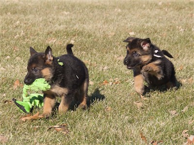 Green carrying a toy and chased by White.