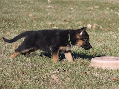 Green's intrigued by the pastic base in the grass.