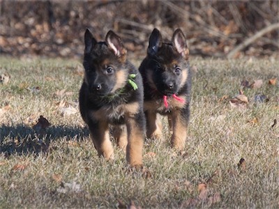 Green and Pink running together.