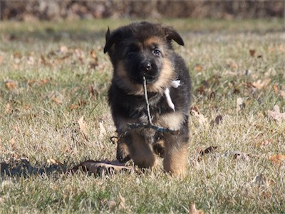 White found a stick.