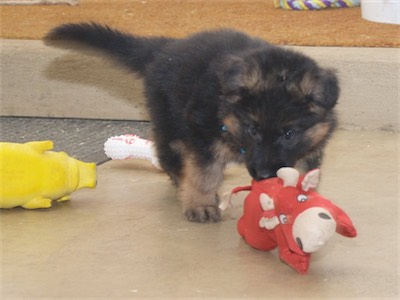 Blue with a toy