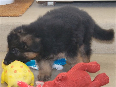 Blue with a large squeaky toy.