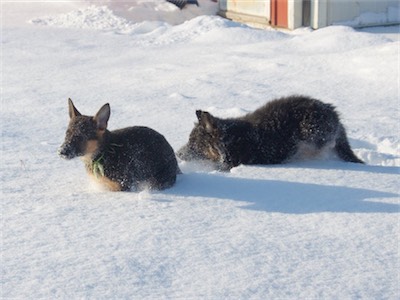 Blue chasing Green through the deep snow.