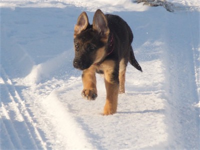 Pink running on the drive with only a little snow.