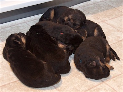 Big pile of pups!