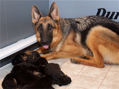 Voodoo keeping an eye on her pups.