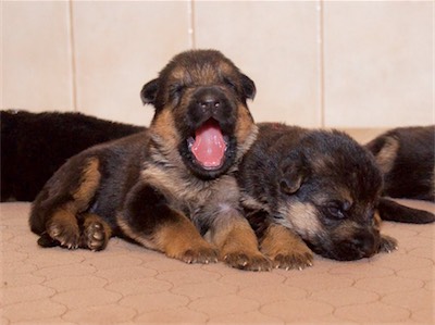 A big yawn from Orange!