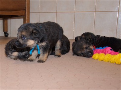 Blue napped during the first part of playtime, so he's still active.