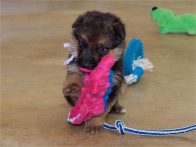 White carrying their favorite toy.