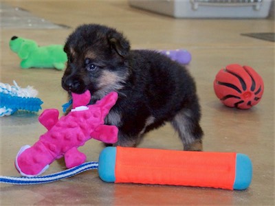 Blue carrying the toy.