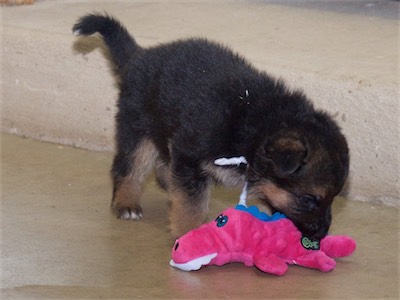 White checking out the toy.