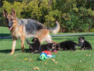 Voodoo and her puppies: Blue, Red, Yellow and White.