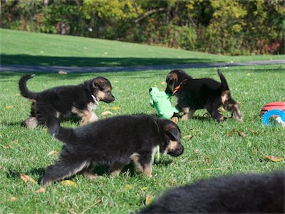 White eyeing the toy Orange is carrying. Green in front.