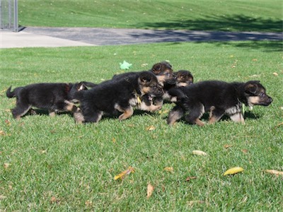 A bunch of puppies running together.