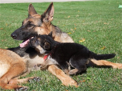 Red likes playing with his mom too.